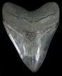 Serrated, Fossil Megalodon Tooth - Georgia #56357-1